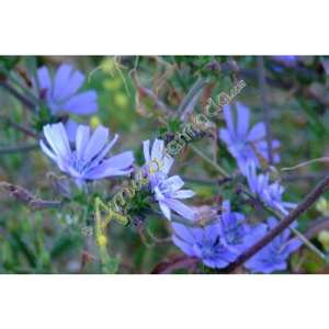 Chicory